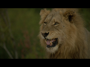 プレデター・ランド　#1 クルーガー国立公園のライオン